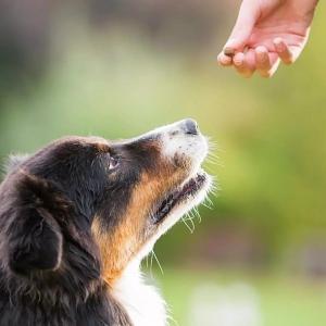 How Long Can Dogs Hold Their Pee?