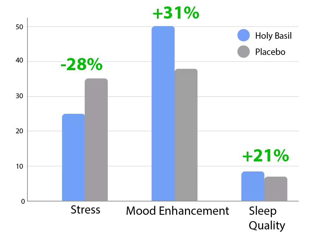 Bar chart comparing Holy Basil and placebo effects on Stress, Mood Enhancement, and Sleep Quality. Holy Basil group shows –28% reduction in Stress, +31% improvement in Mood and +21% improvement in Sleep Quality. Holy Basil outperforms placebo in all three areas.