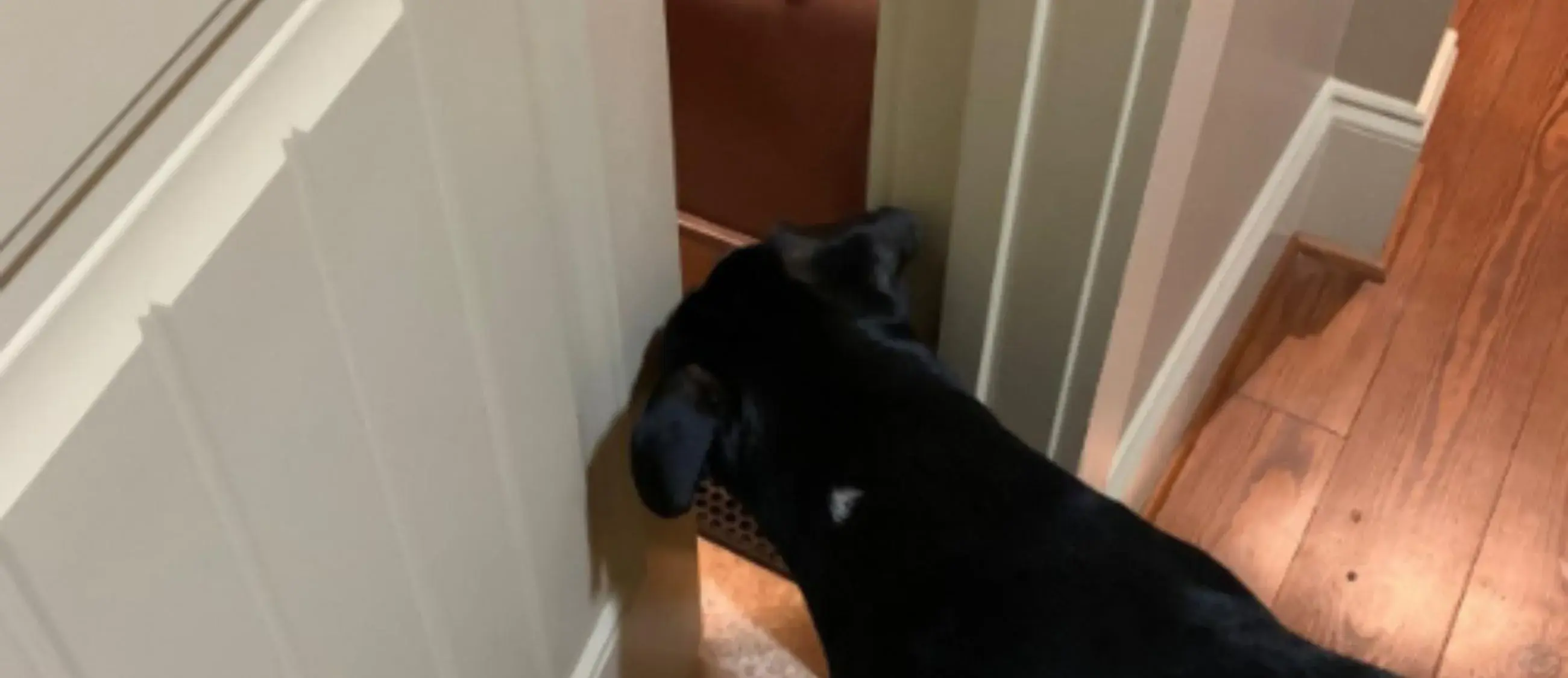 a black dog behind the door stopped by a door prop