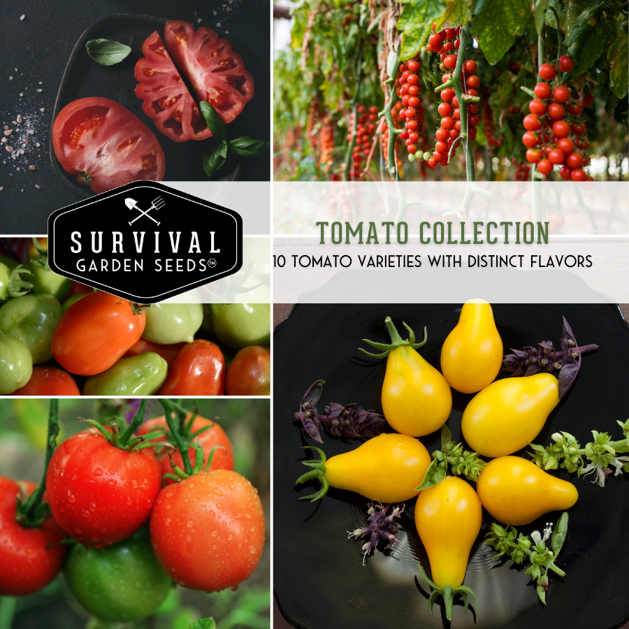 10 Tomato Heirloom Seed Collection