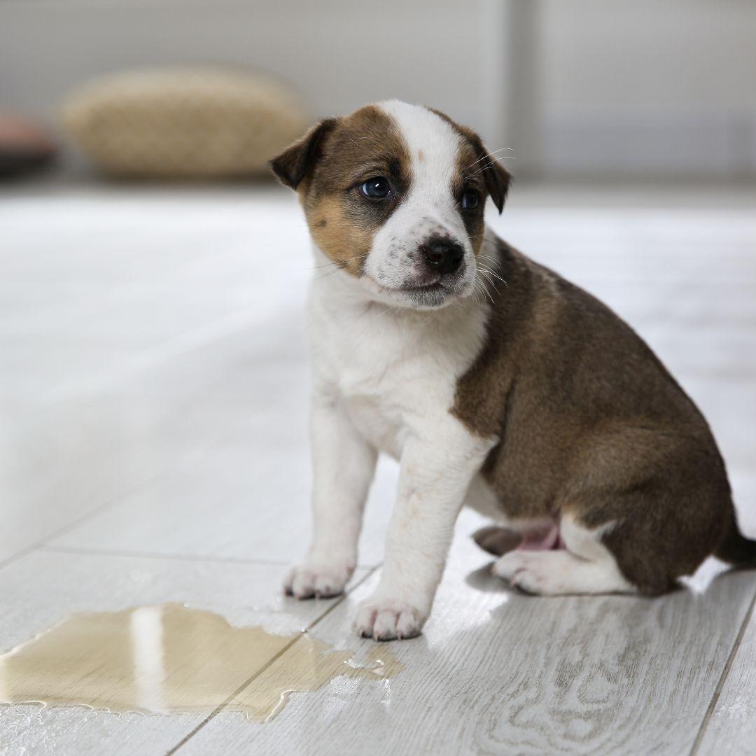 Adorable Puppy near Puddle on Floor Indoors