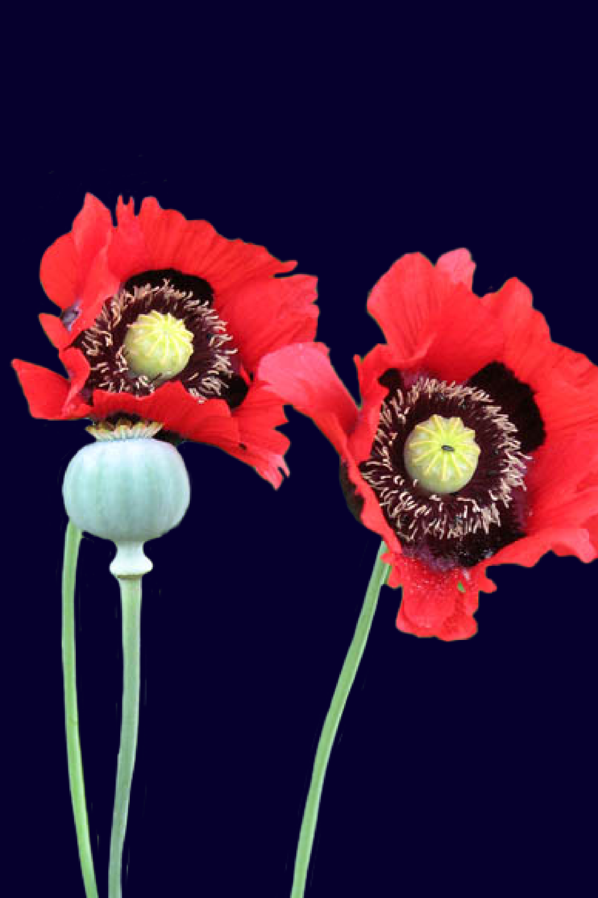 Poppy Flower