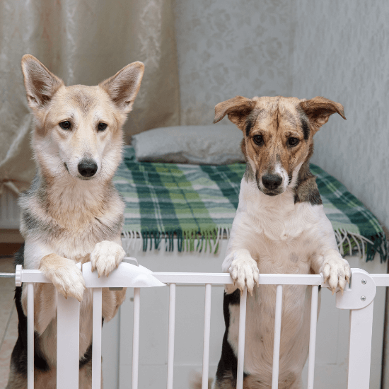 how do i keep my dog out of the litter box