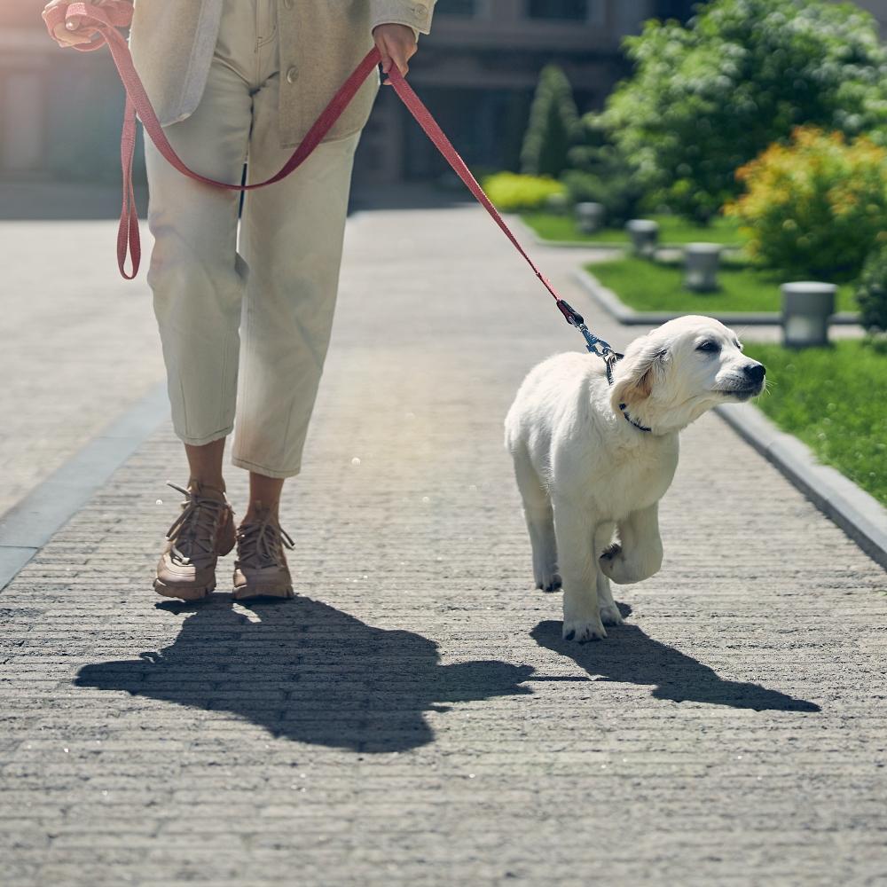 modern Caucasian lady leading her adorable pet on a leash outdoors
