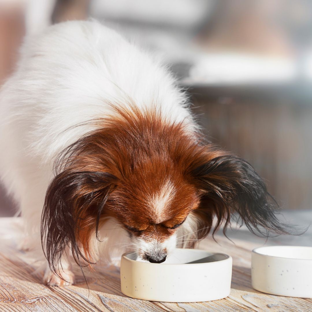 Papillon eating from food bowl