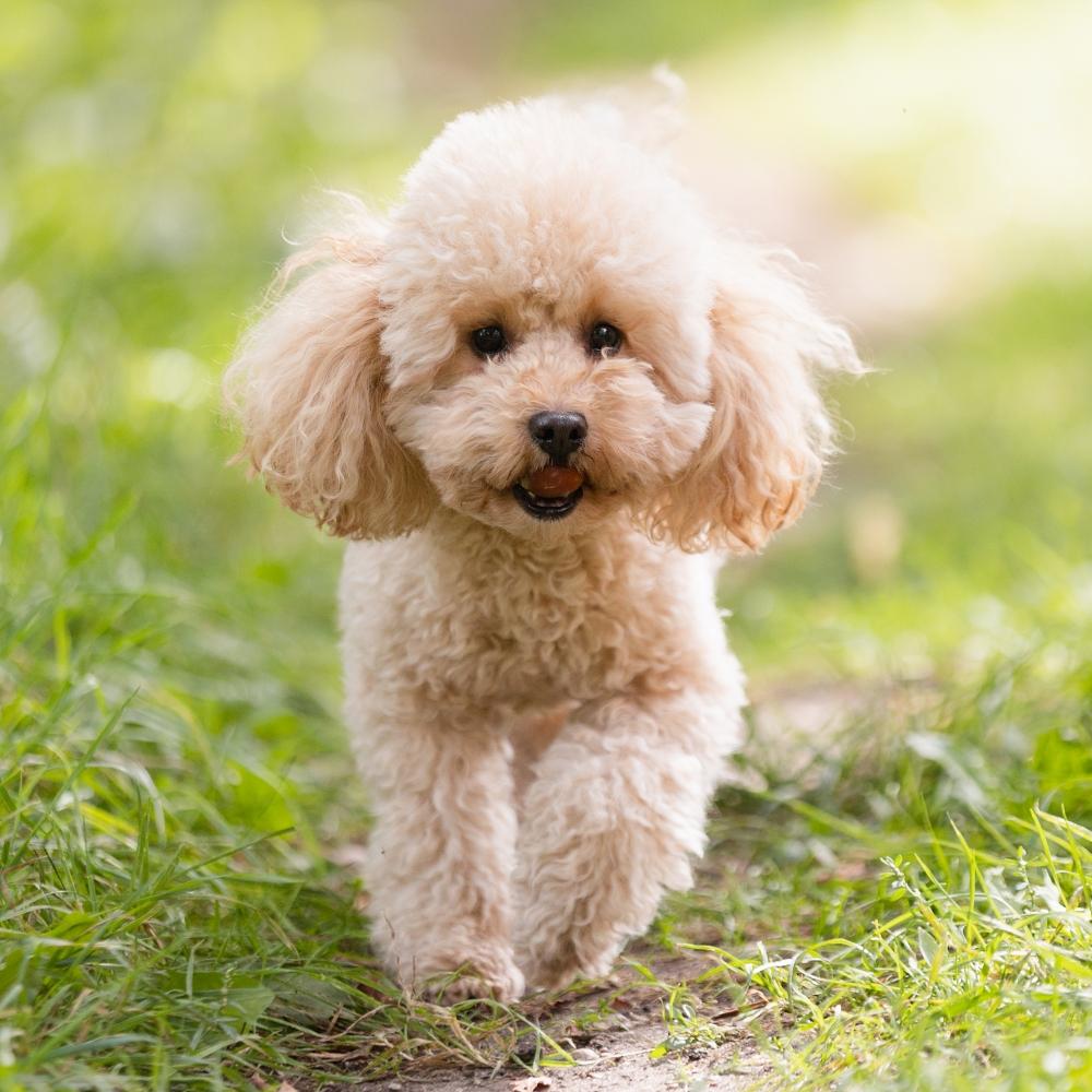 Toy & Miniature Poodle