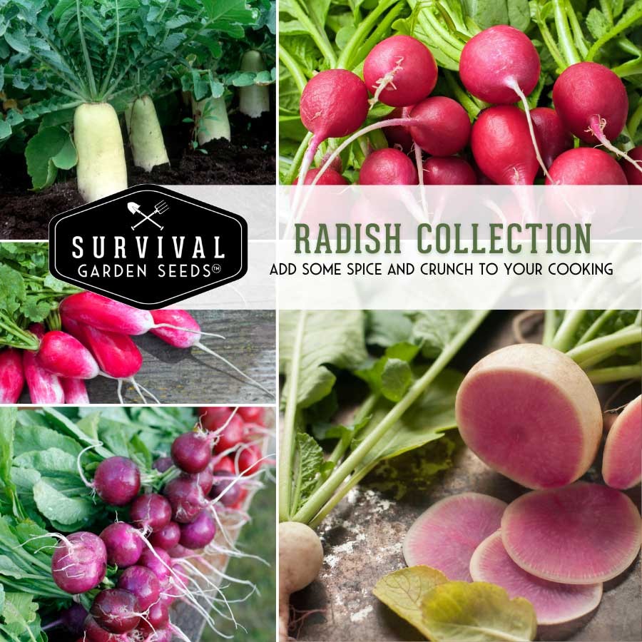 Radish Seed Collection - 5 Tasty Radishes