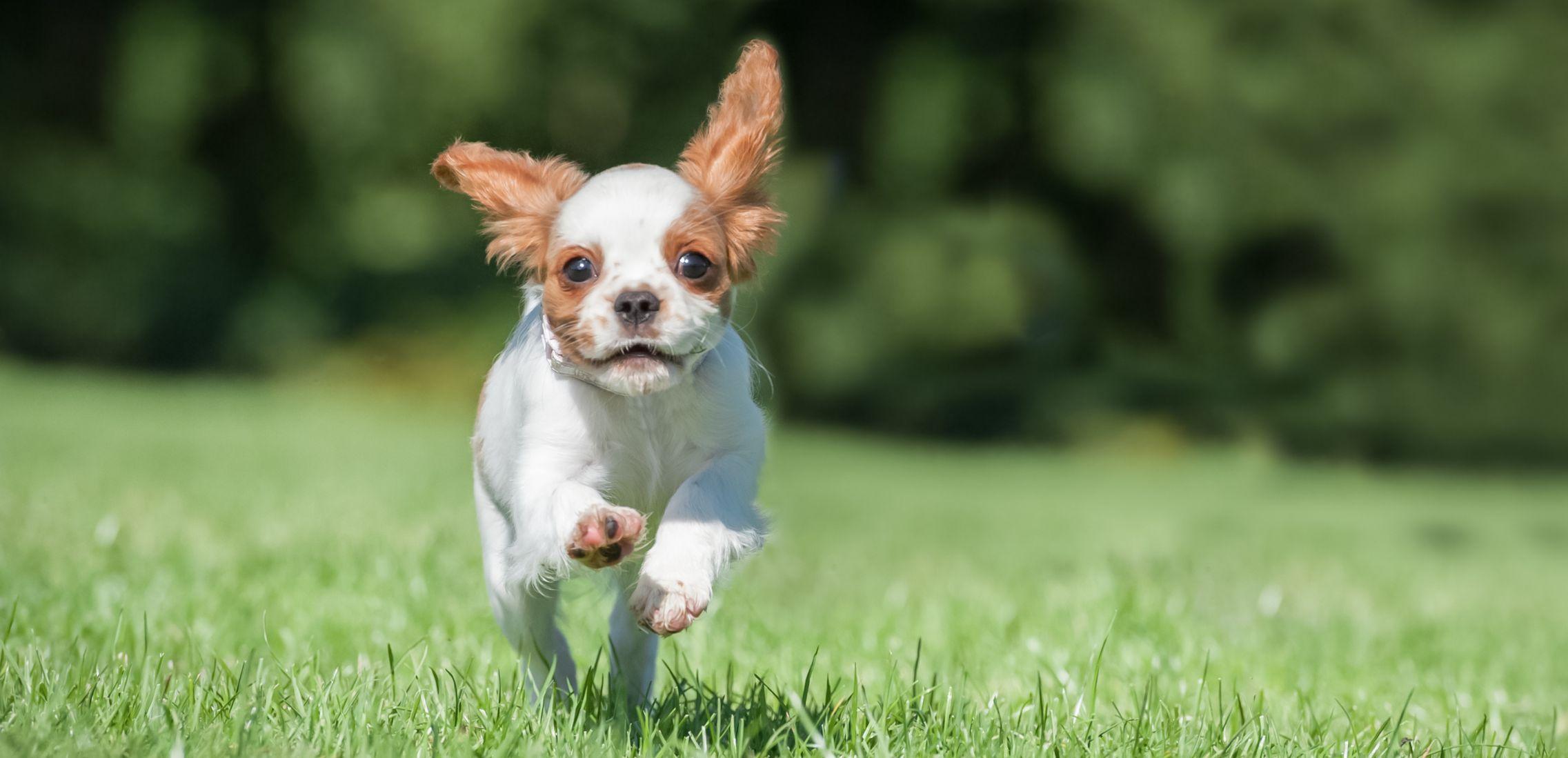 Spaniel puppy running