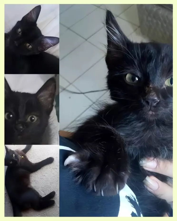 black cat rescue story