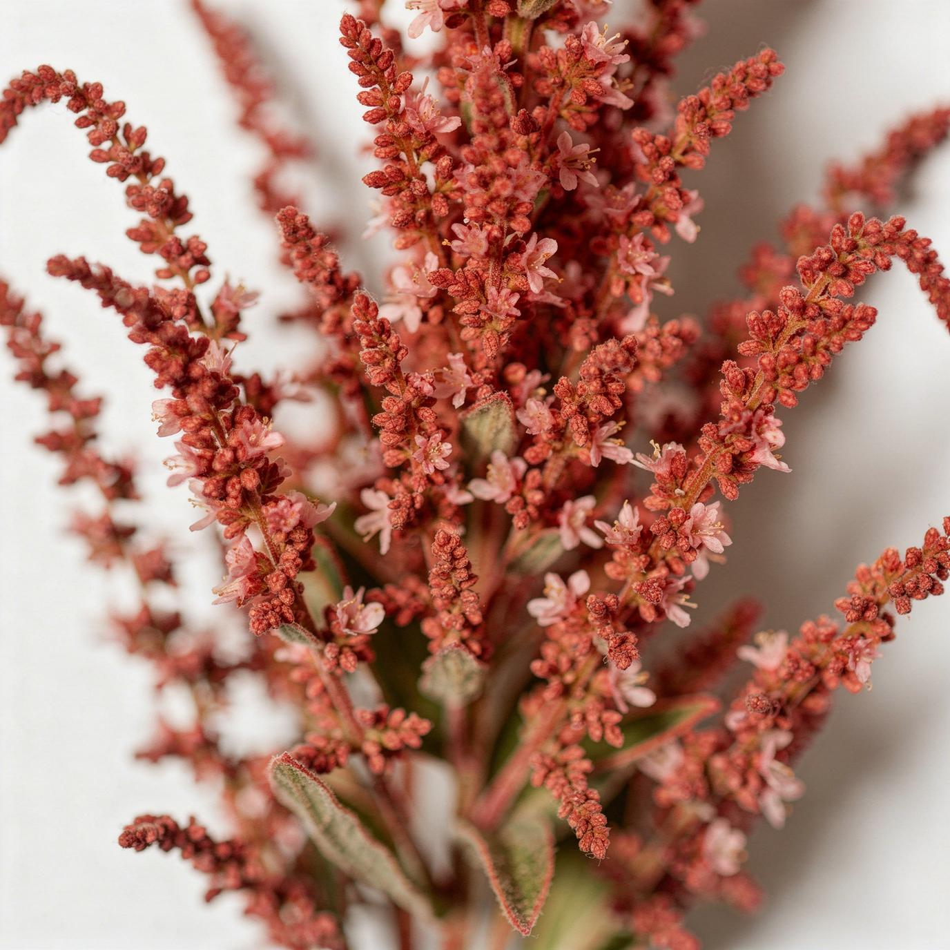 Amaranth