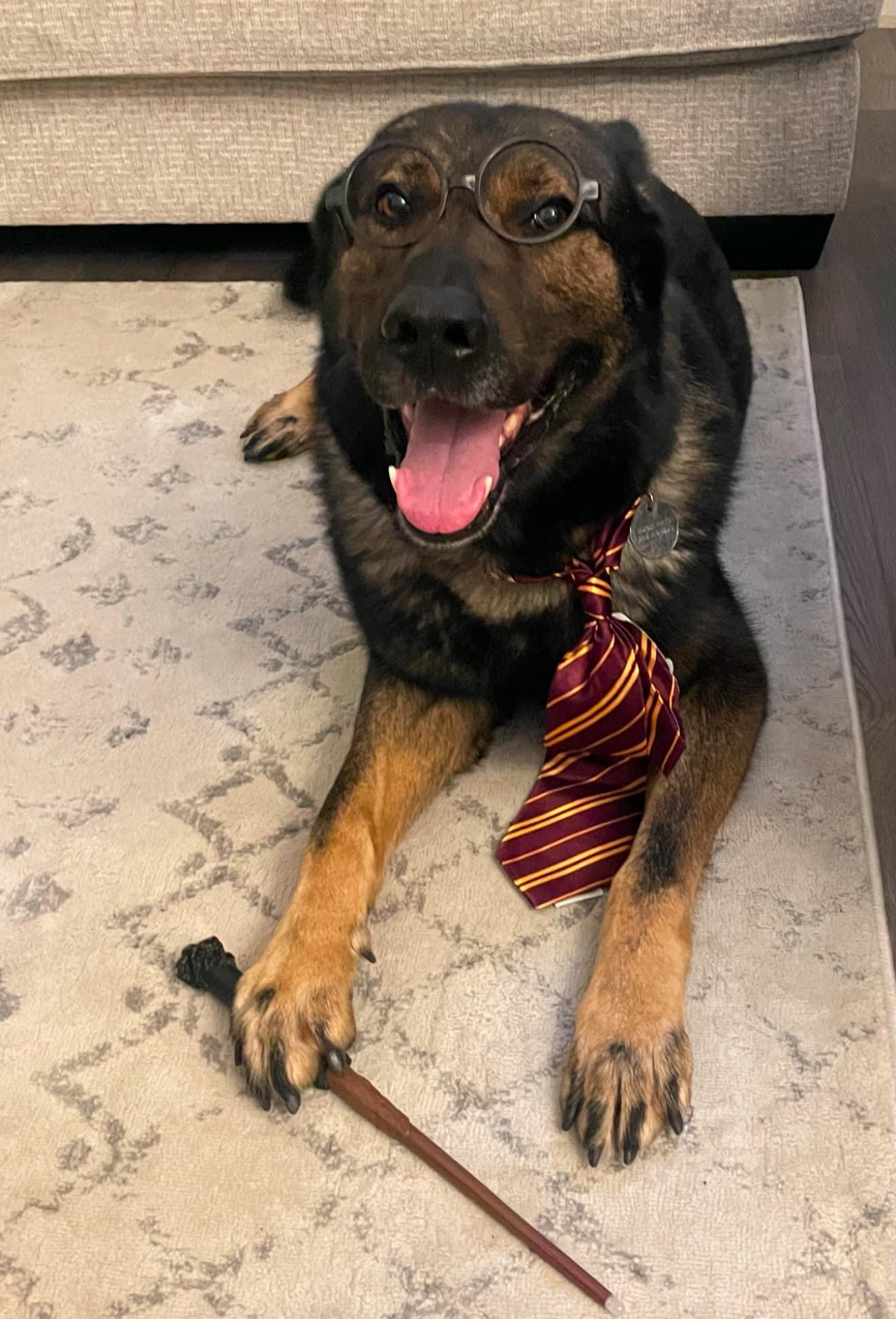 k9 basco 320 as harry potter