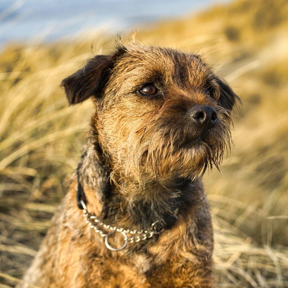 Border Terrier dog