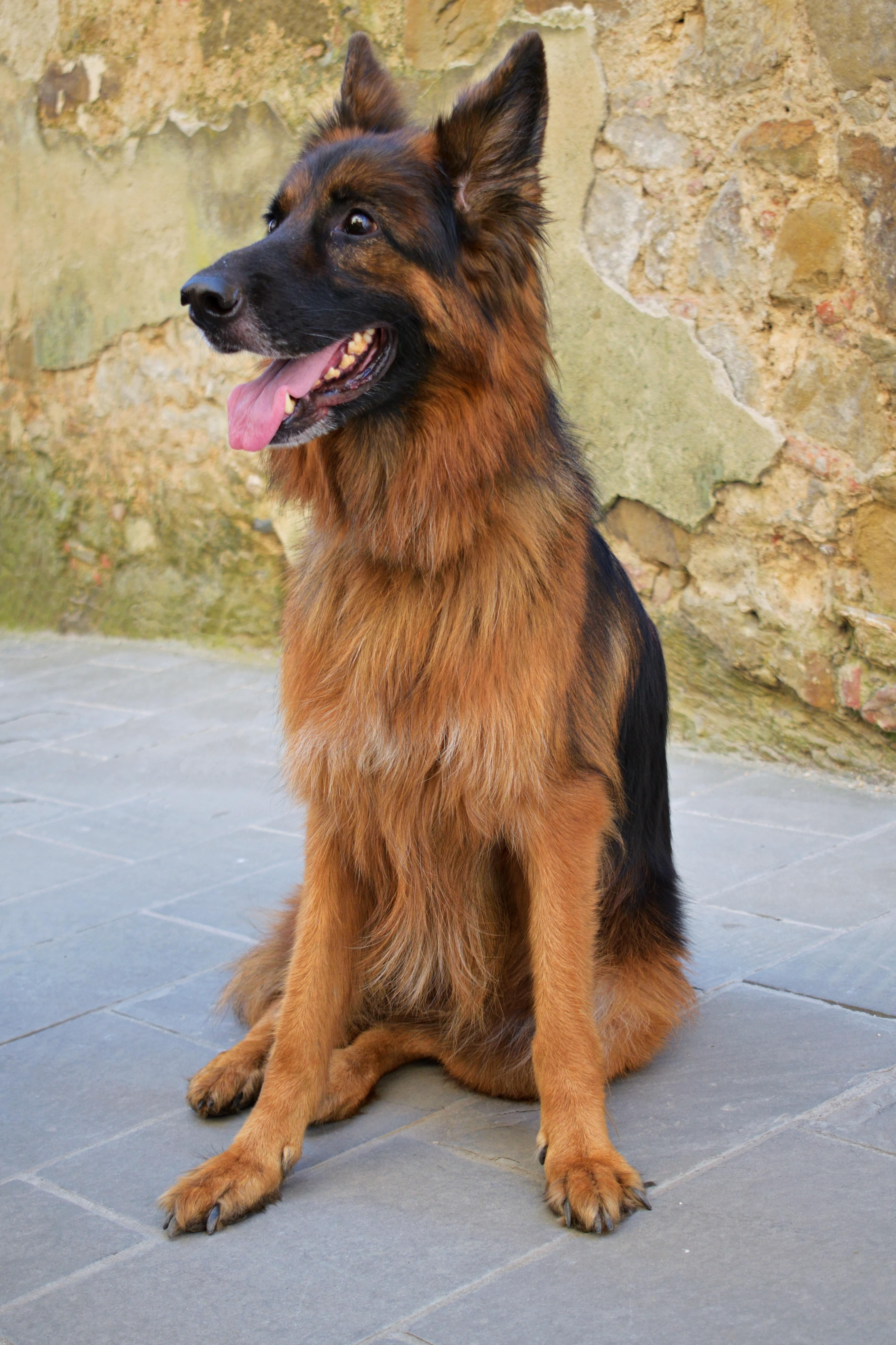 Female German Shepherds