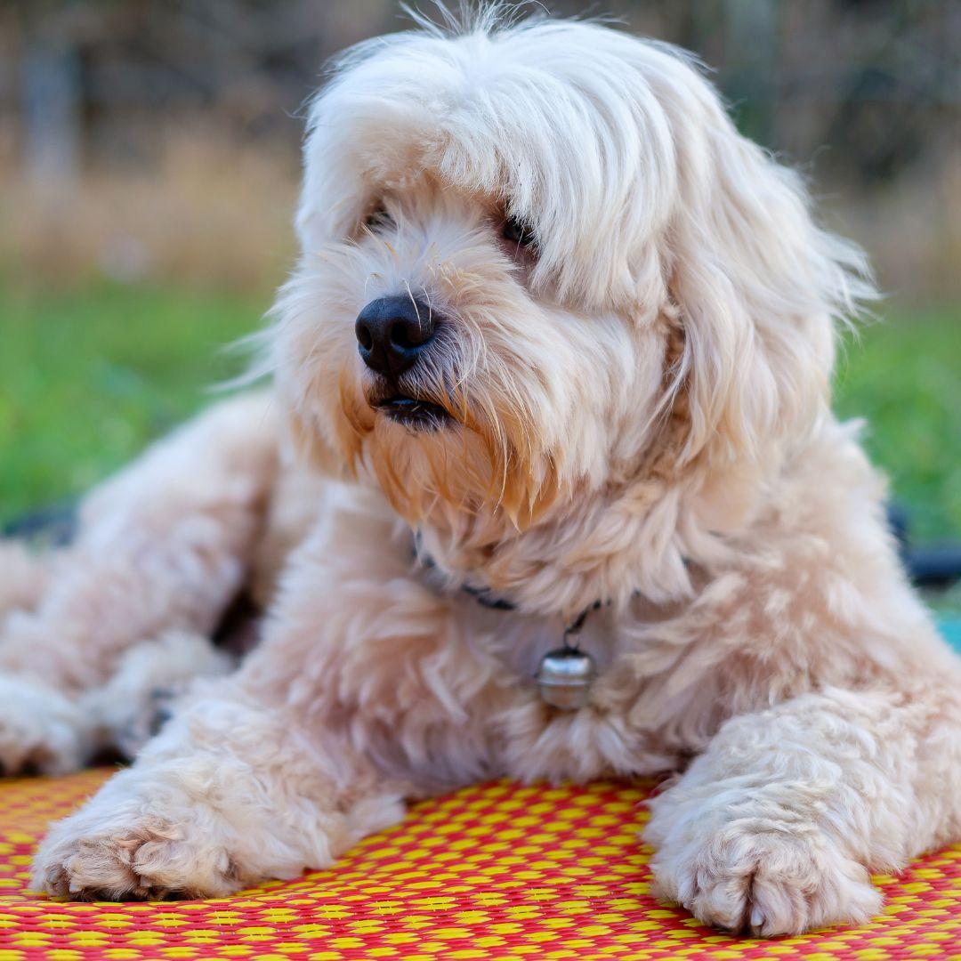 Dog lying on mat