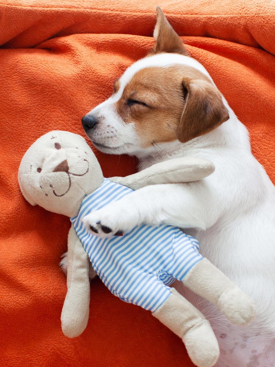 Puppy Hugging Toy in Dog Bed