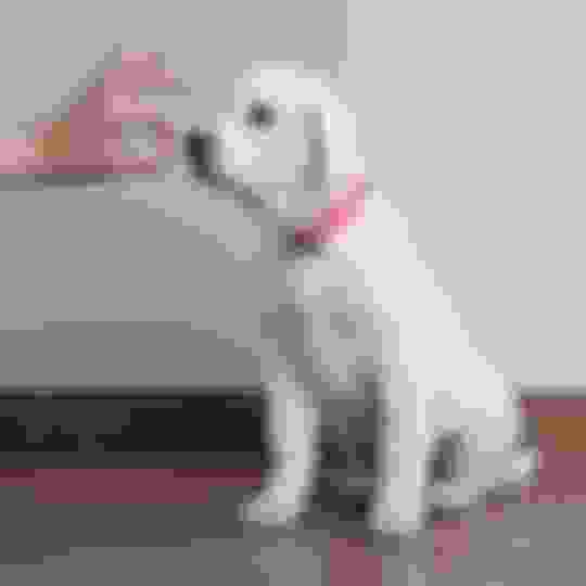 Why does my dog pee on carpet and How to stop It Potty Buddy Potty