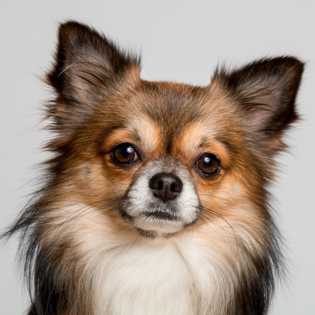 Portrait of a Chihuahua