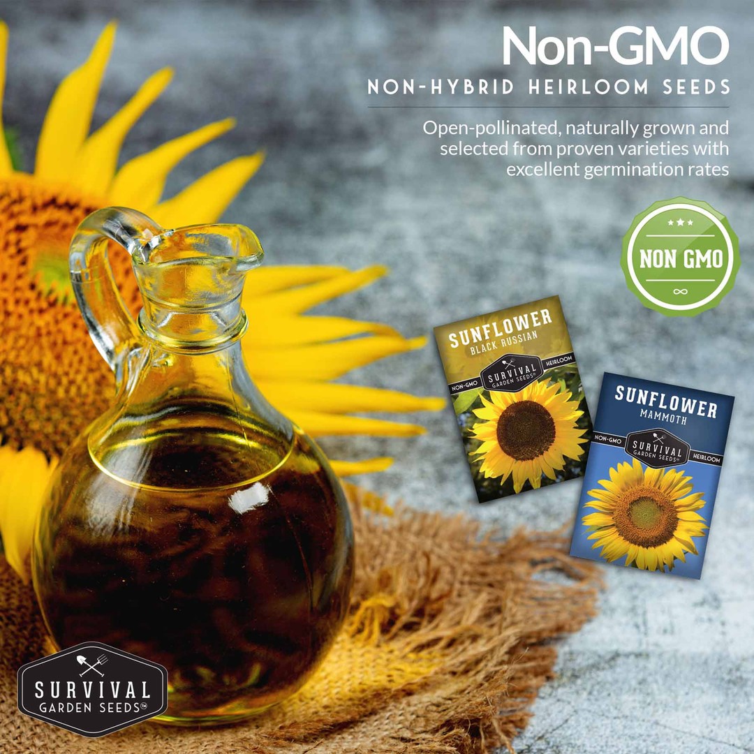 Non-GMO non-hybrid heirloom sunflower seeds for planting