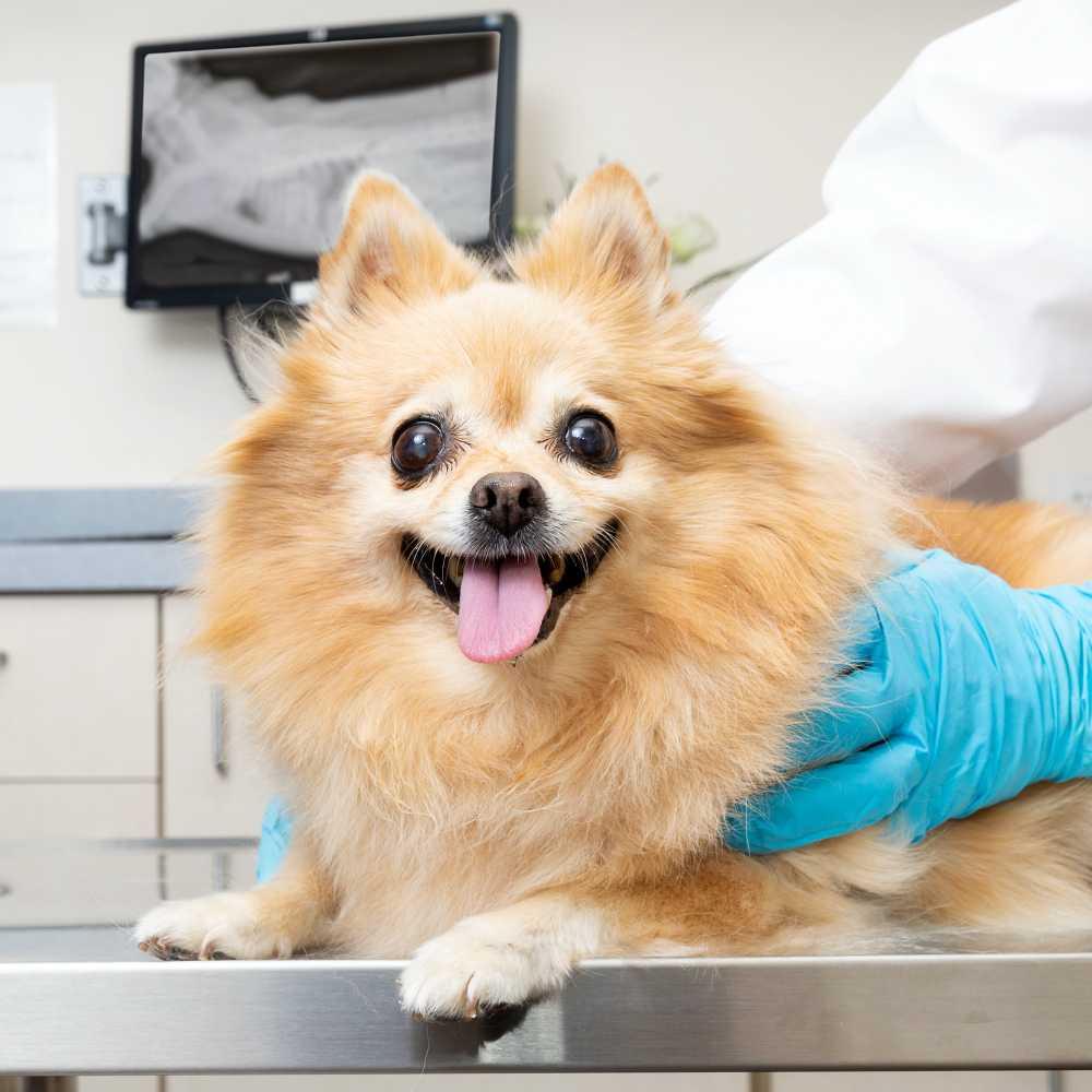 Dog at the vet's table