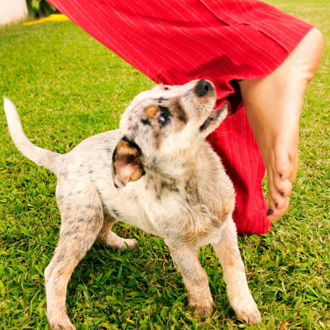 Picture of How to Stop a Puppy from Nipping and Biting | Potty Buddy - Potty Buddy™
