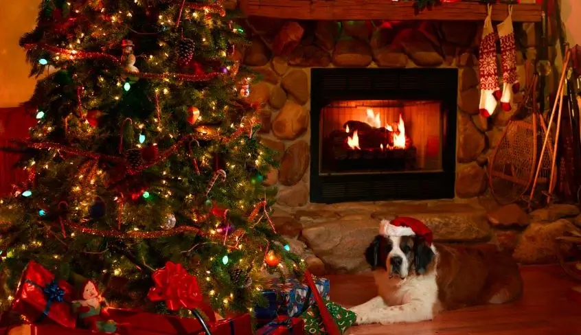 A dog sitting in front of a decorated Christmas tree surrounded by colorful presents.