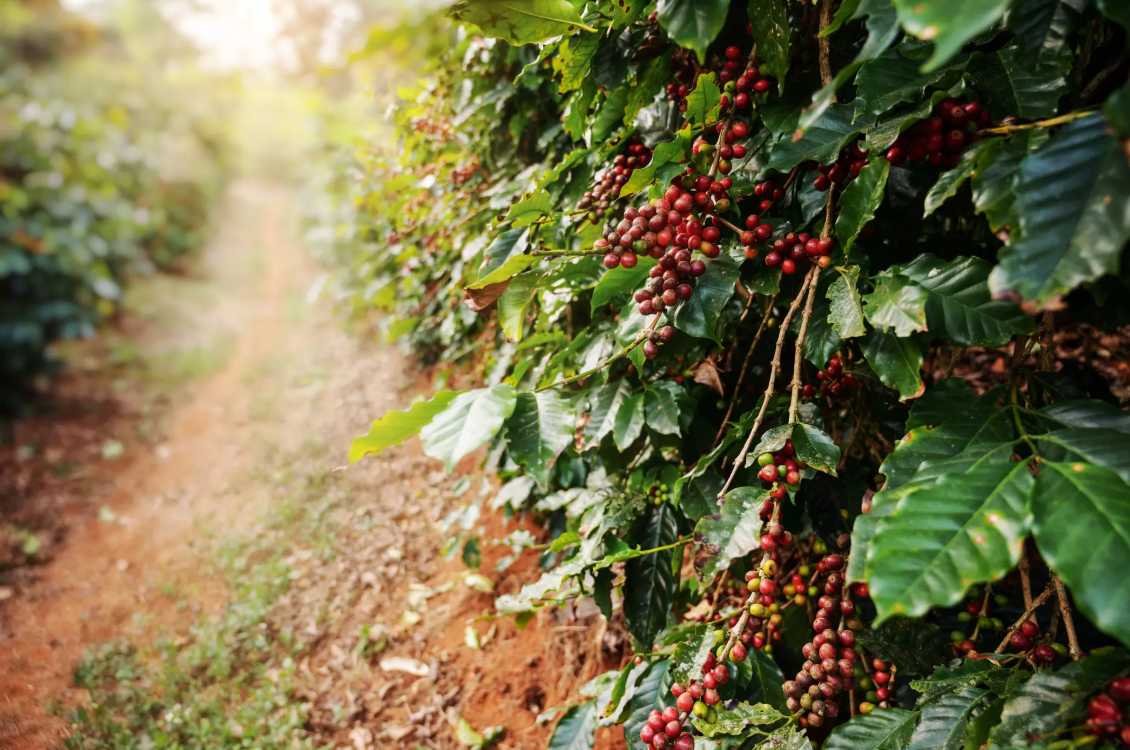Coffee Plants