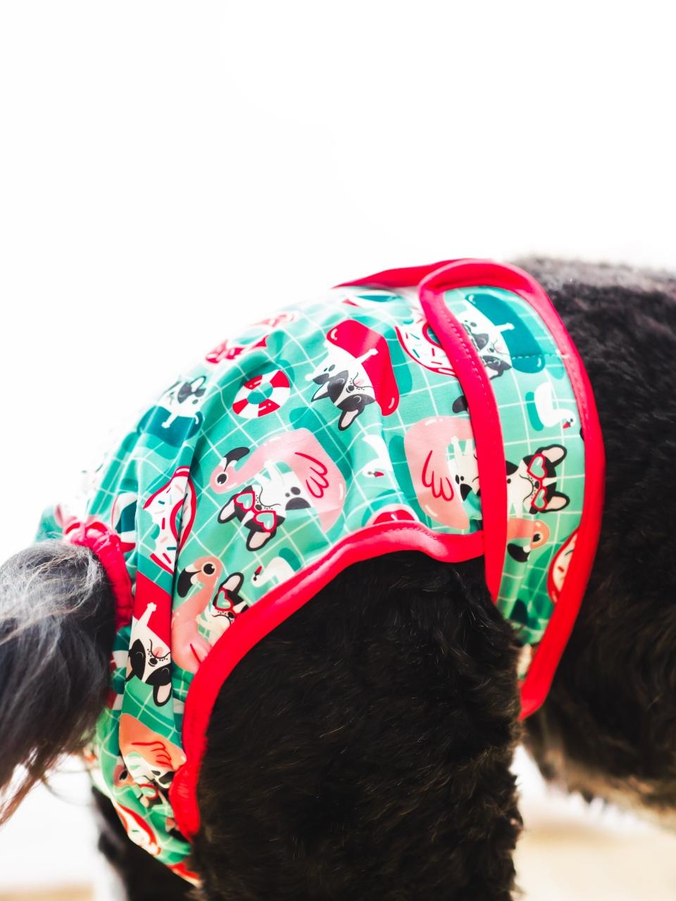 Dog wearing a reusable diaper