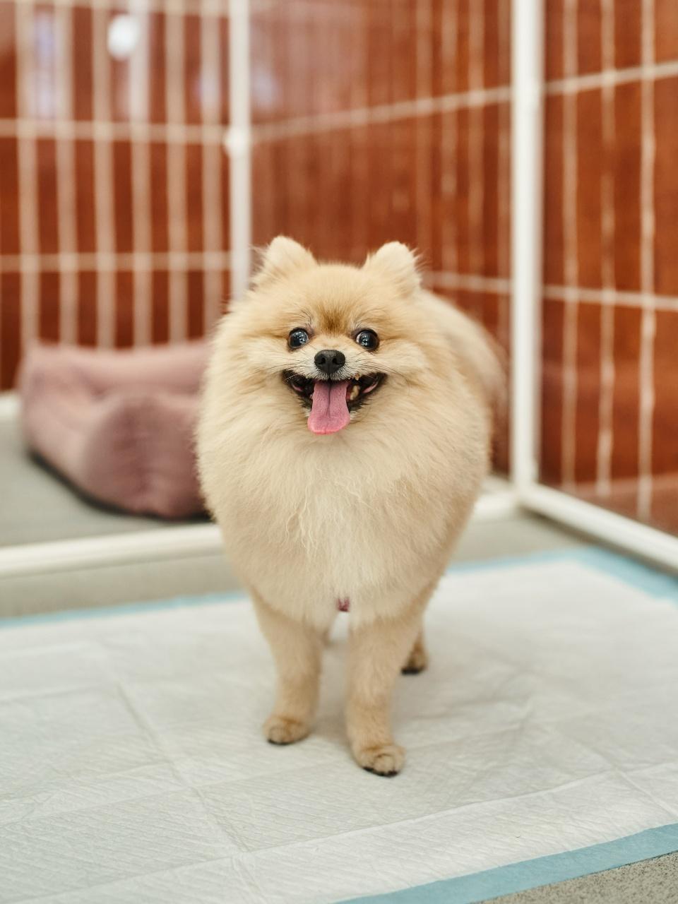 delightful pomeranian spitz standing on pee pad near cozy kennel