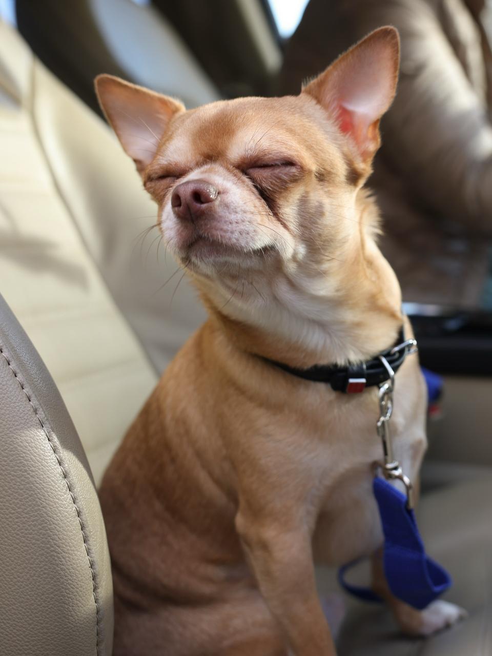 Small chihuahua dog on passenger seat near woman in modern car