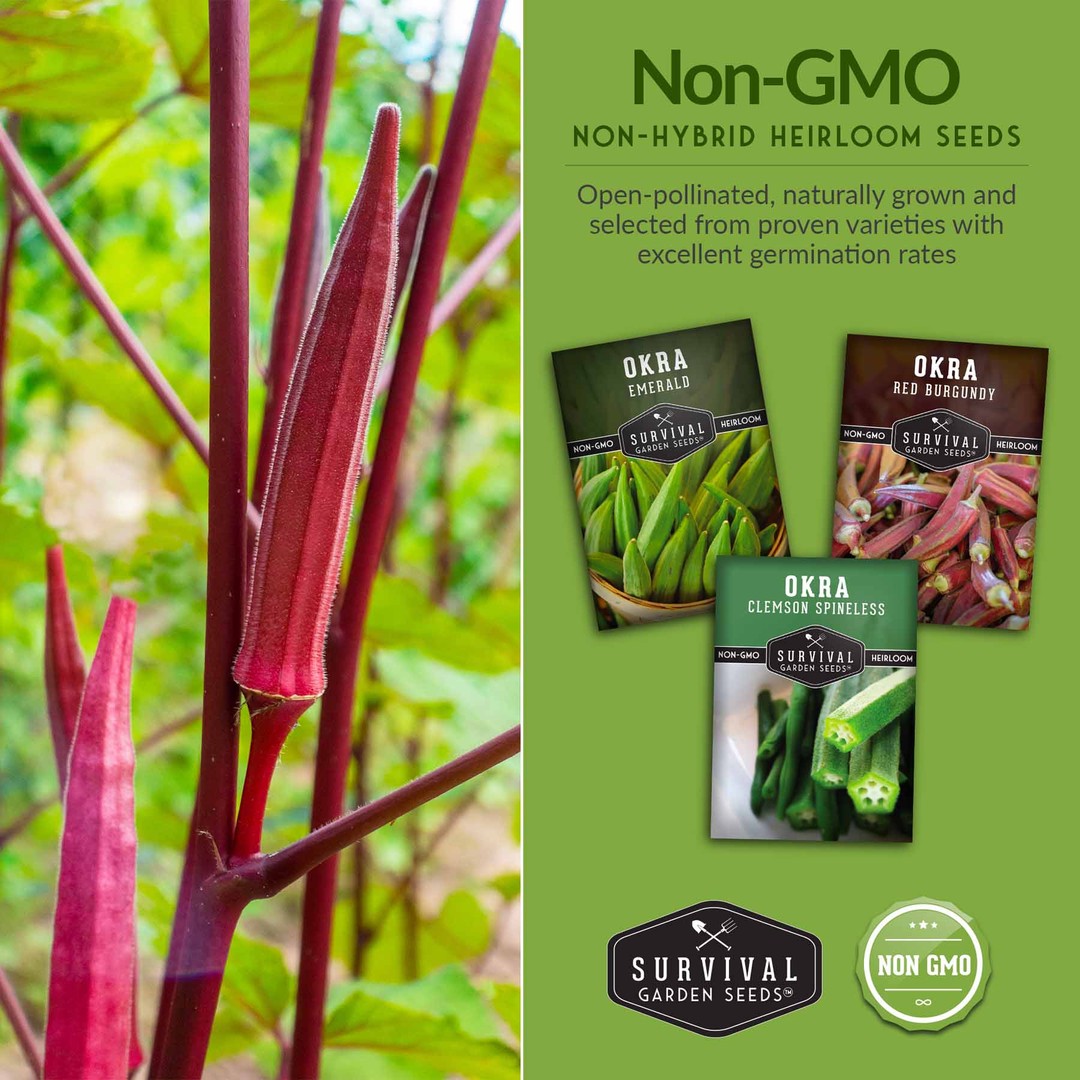 Non-gmo, non-hybrid heirloom okra seeds