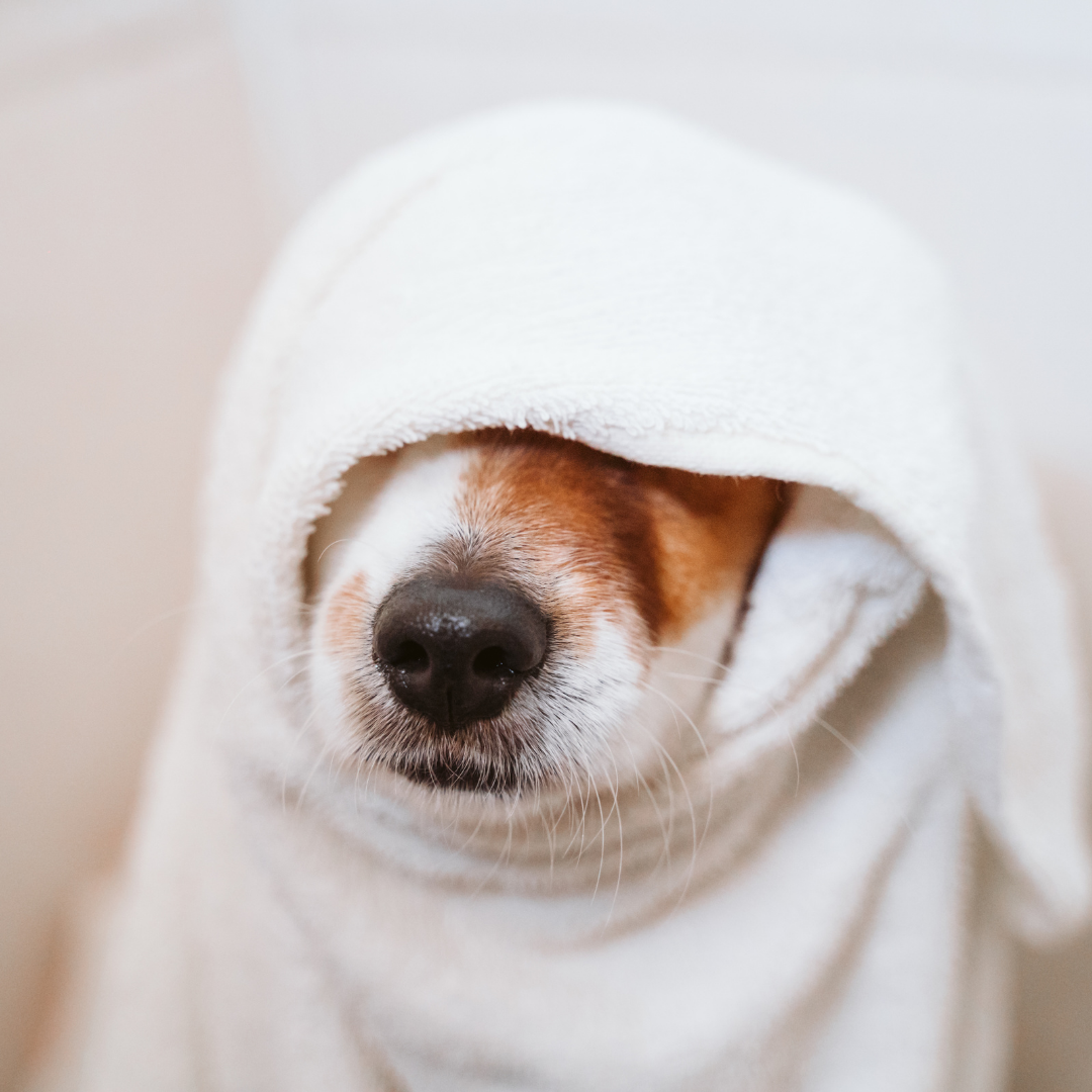 Dog wrapped with a white blanket