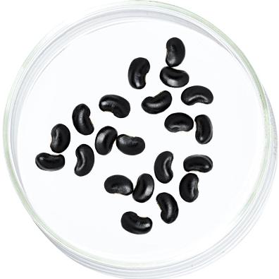 Black Gram