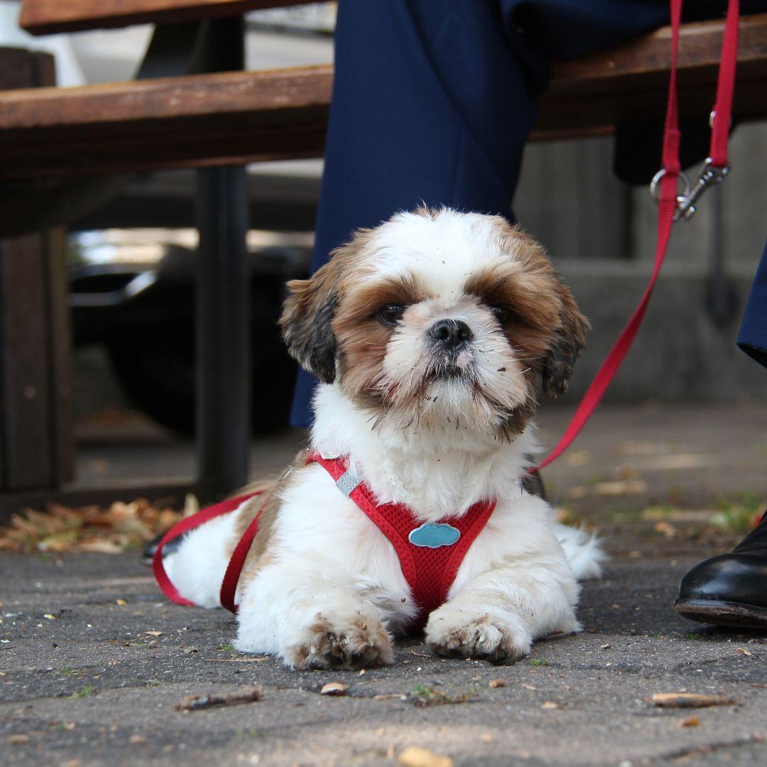 Dog on walk