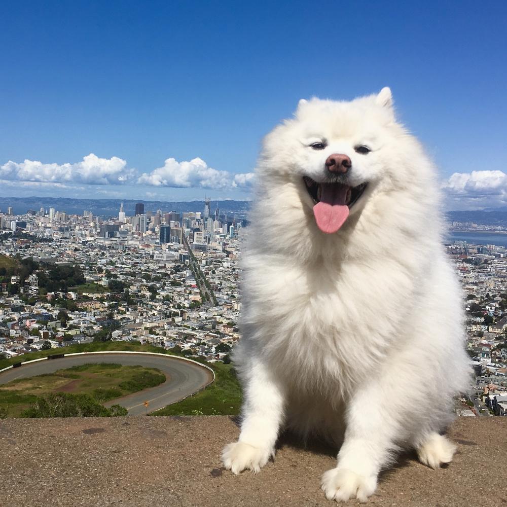 american eskimo dog in san francisco