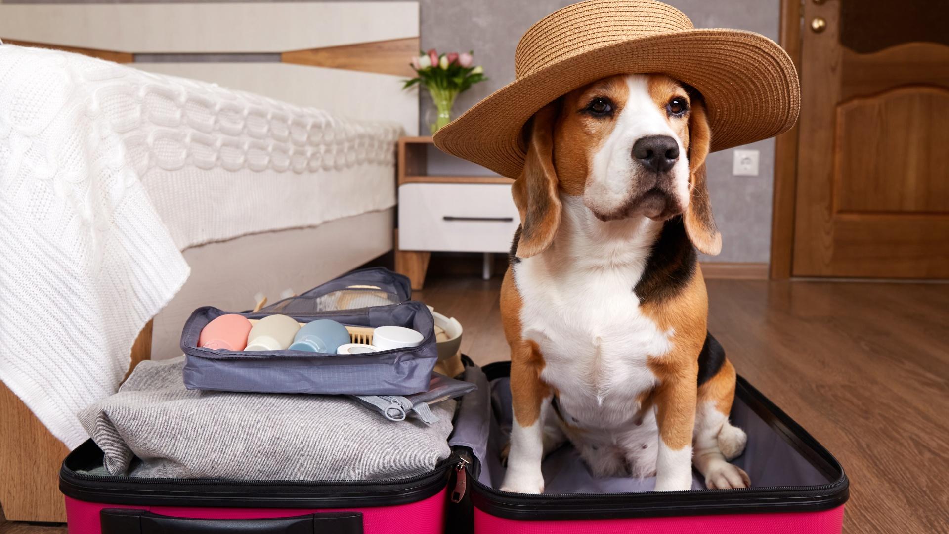 Beagle dog in straw hat sits in suitcase in bedroom or hotel room.
