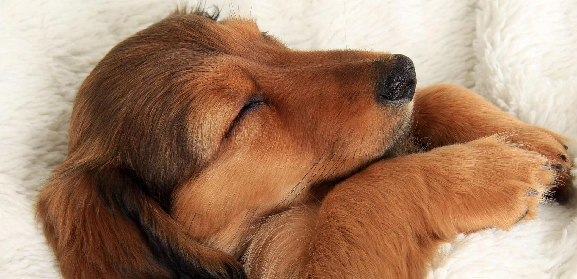 Should You Wake Your Puppy Up to Pee at Night? Potty Buddy Potty Buddy™