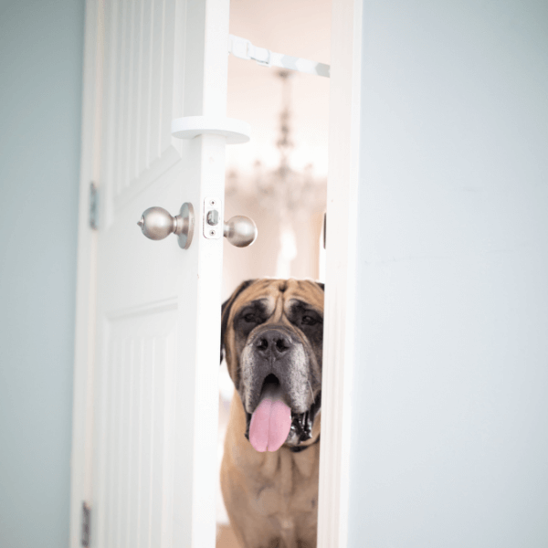 The Door Buddy - Blog - how to keep dog out of cat food
