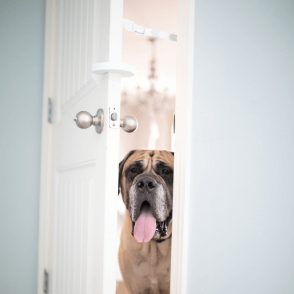 Dog proof clearance cat feeder