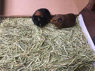 2 guinea pigs in timothy hay box
