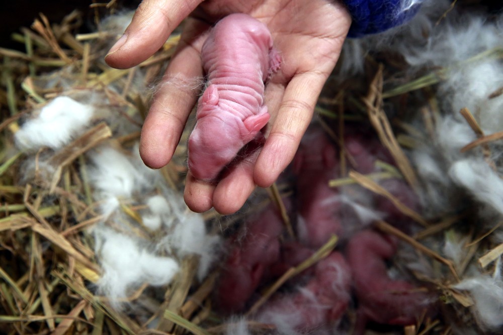 What to feed baby rabbits without a mother?