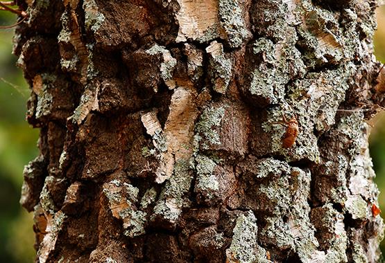 Close-up of rough, textured tree bark with patches of lichen and small insects on the surface.
