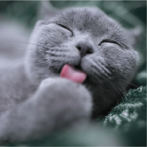 Why Do Cats Hate Water? Door Buddy