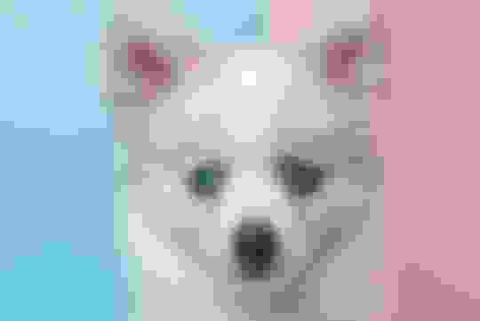 Pomsky Dog Breed Information and Characteristics | Potty Buddy - Potty ...