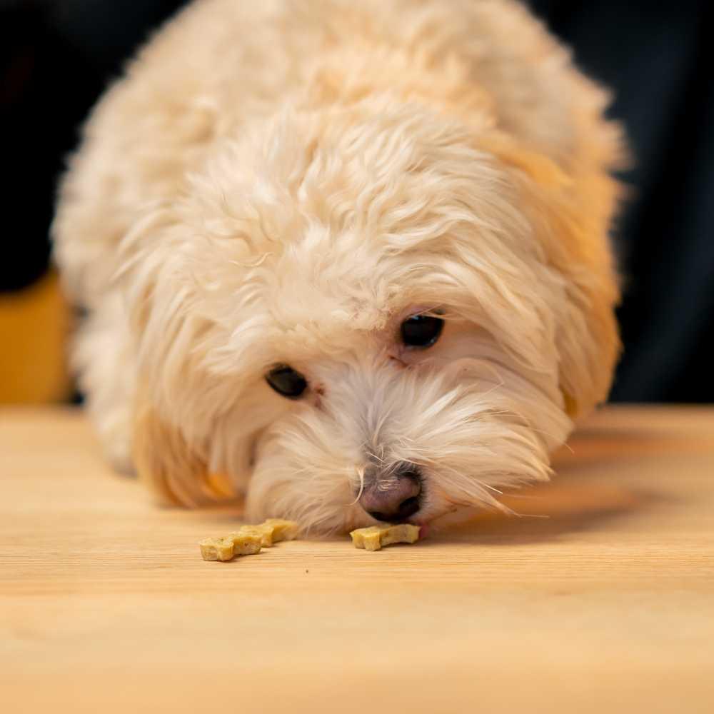 Dog sniffing a kibble on the table