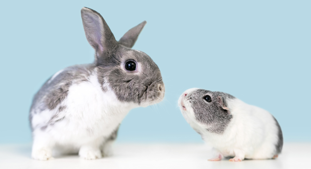 grey and white rabbit and guinea pig looking at each other