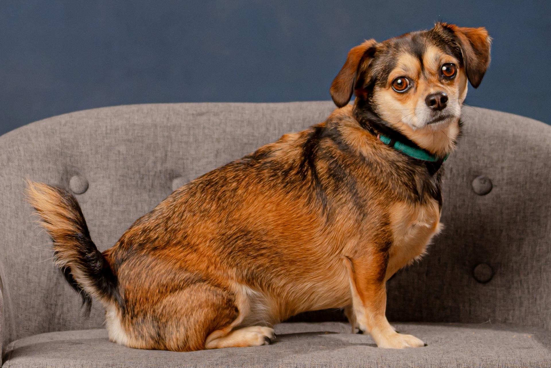 A Chiweenie sitting on the sofa