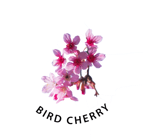 Bird Cherry flowers