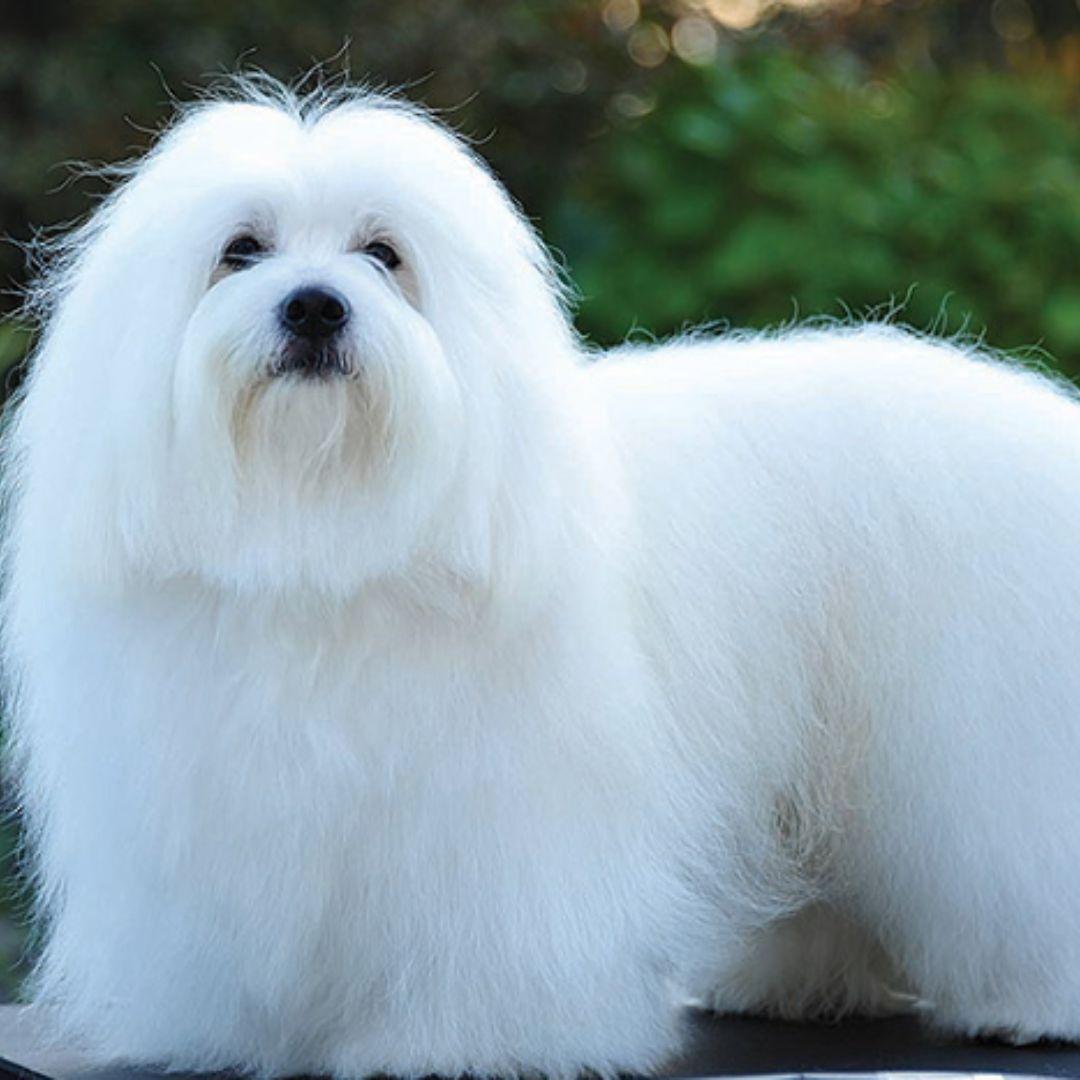 Coton de Tuléar puppy