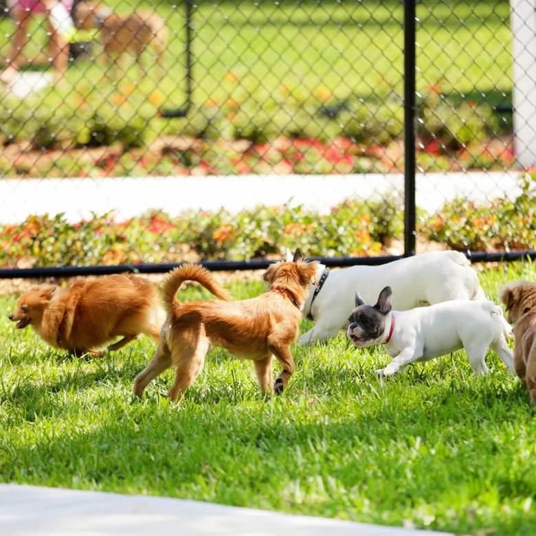 Dogs In The City Top Tips For Urban Living With A Dog