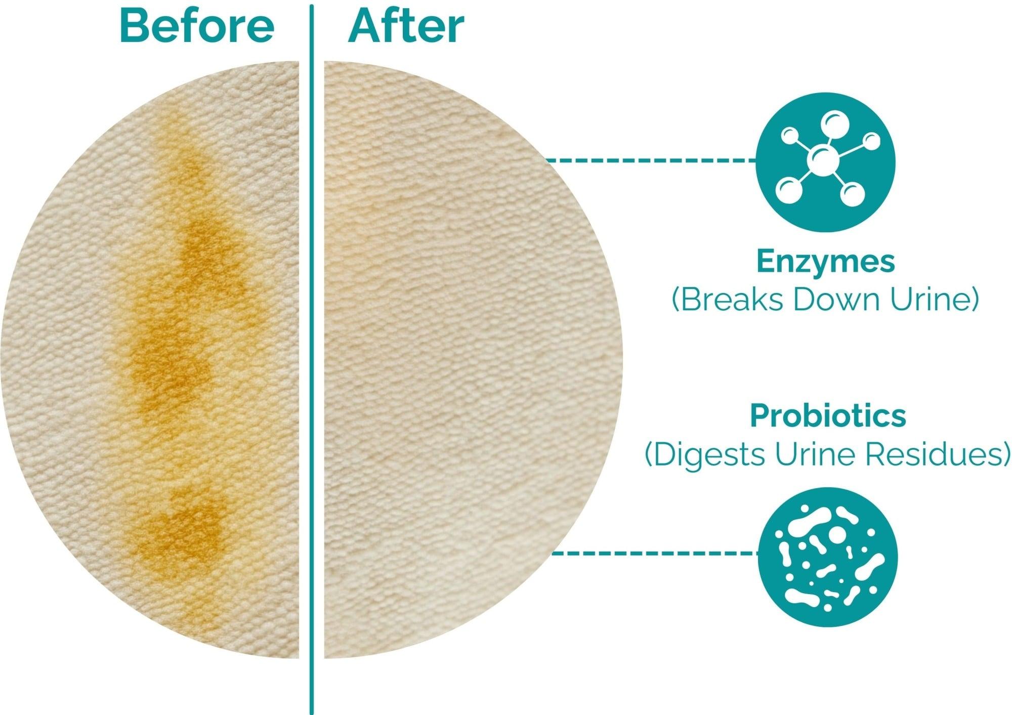 An illustration showing the before and after of a carpet that had the Potty Buddy Biological Cleaning Spray applied